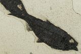 Two Detailed Fossil Fish (Knightia) - Wyoming #203222-1